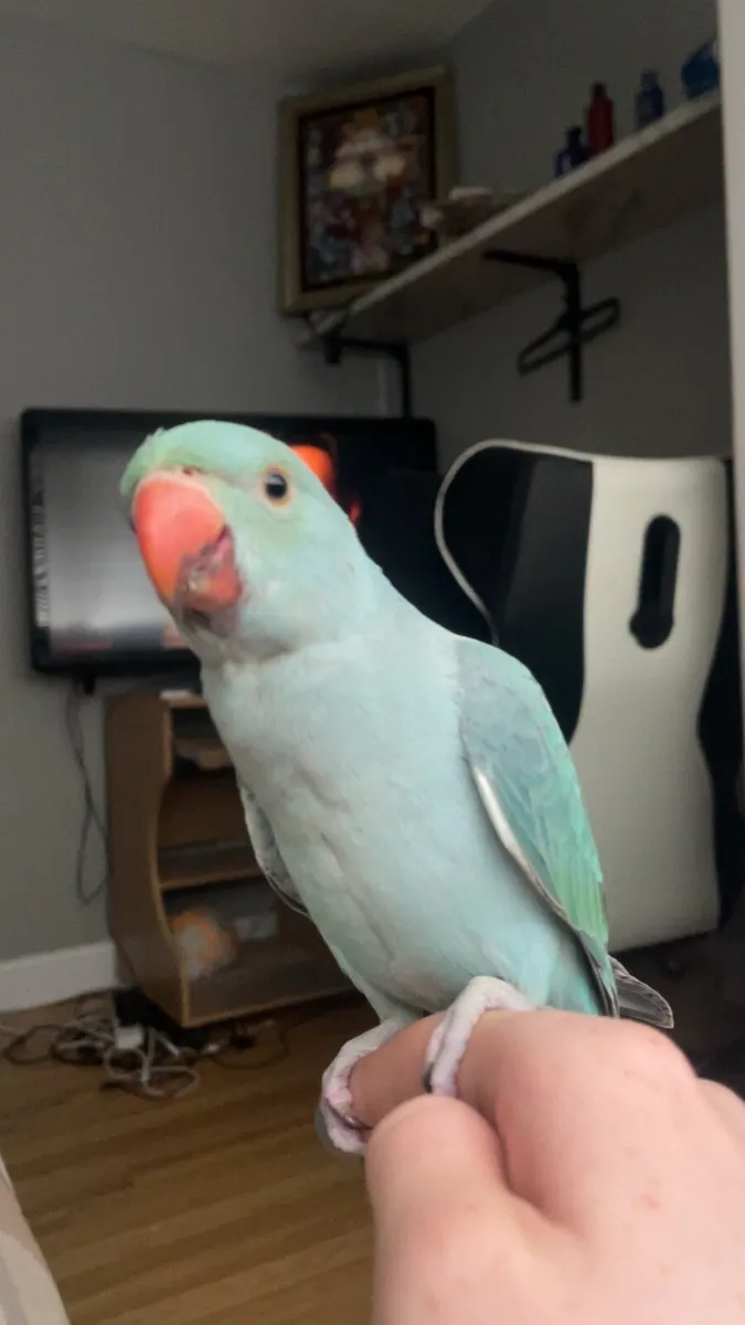 Blue Indian ring neck - Image 1