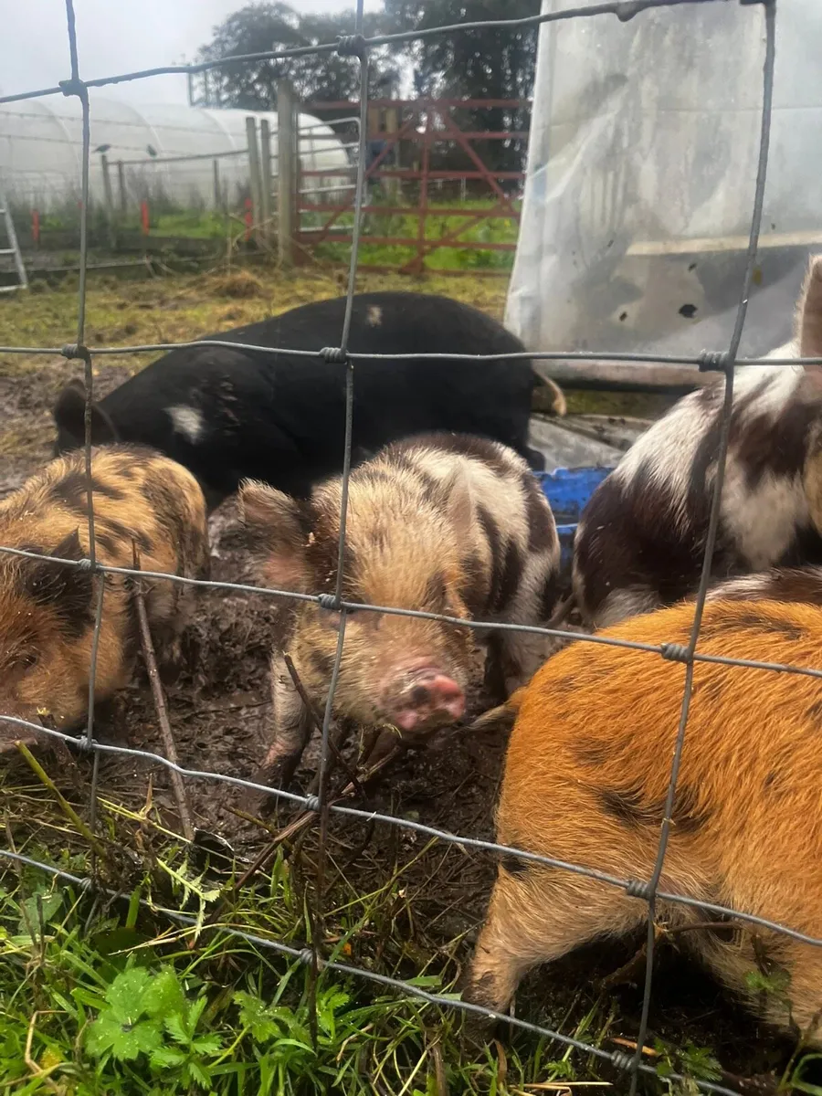 Kune kune piglets - Image 1