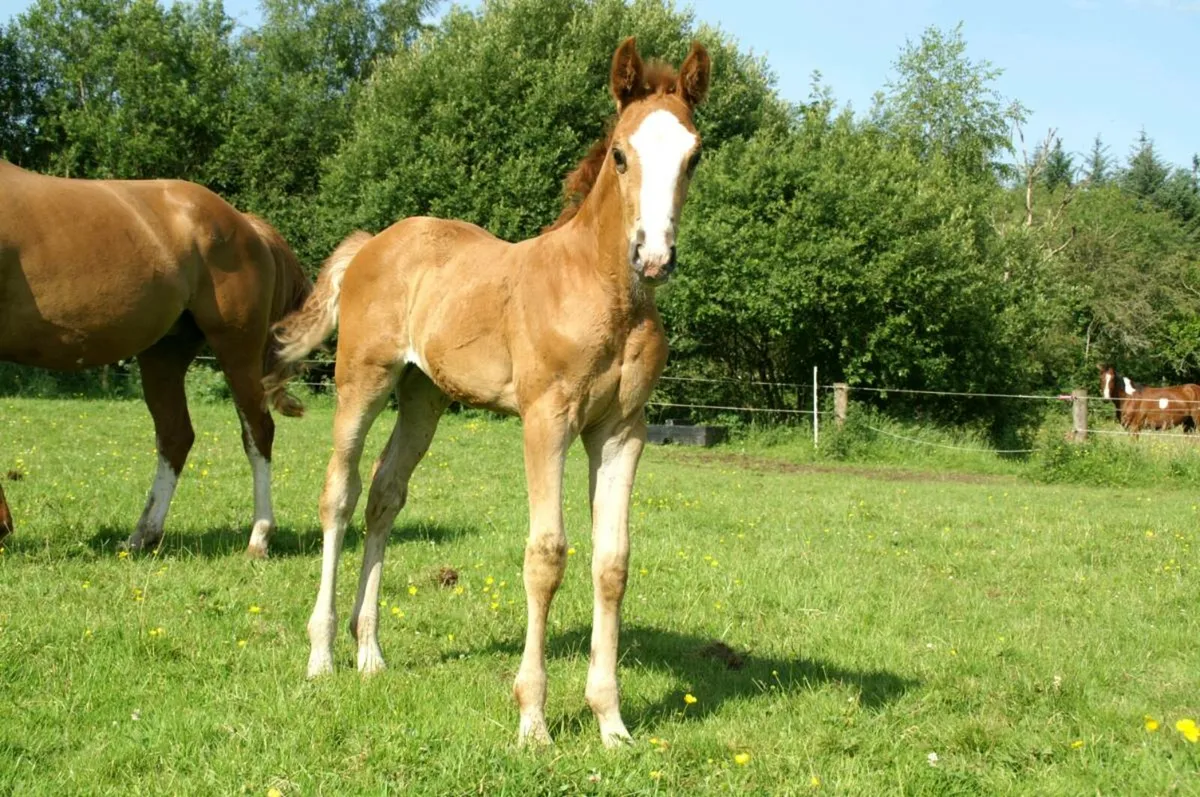 UNTOUCHABLE FILLY strong damline - Image 4