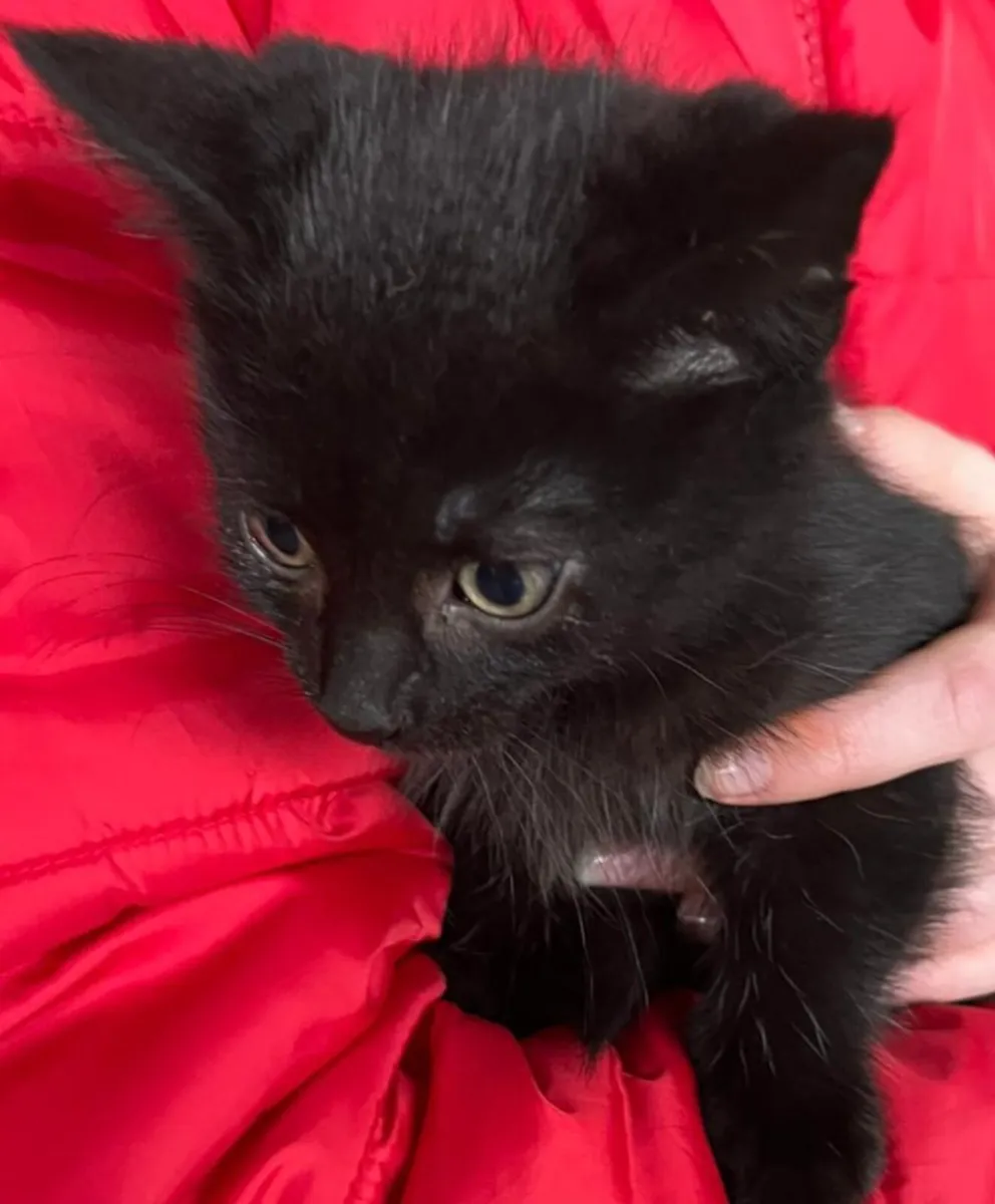 Kittens - Image 4