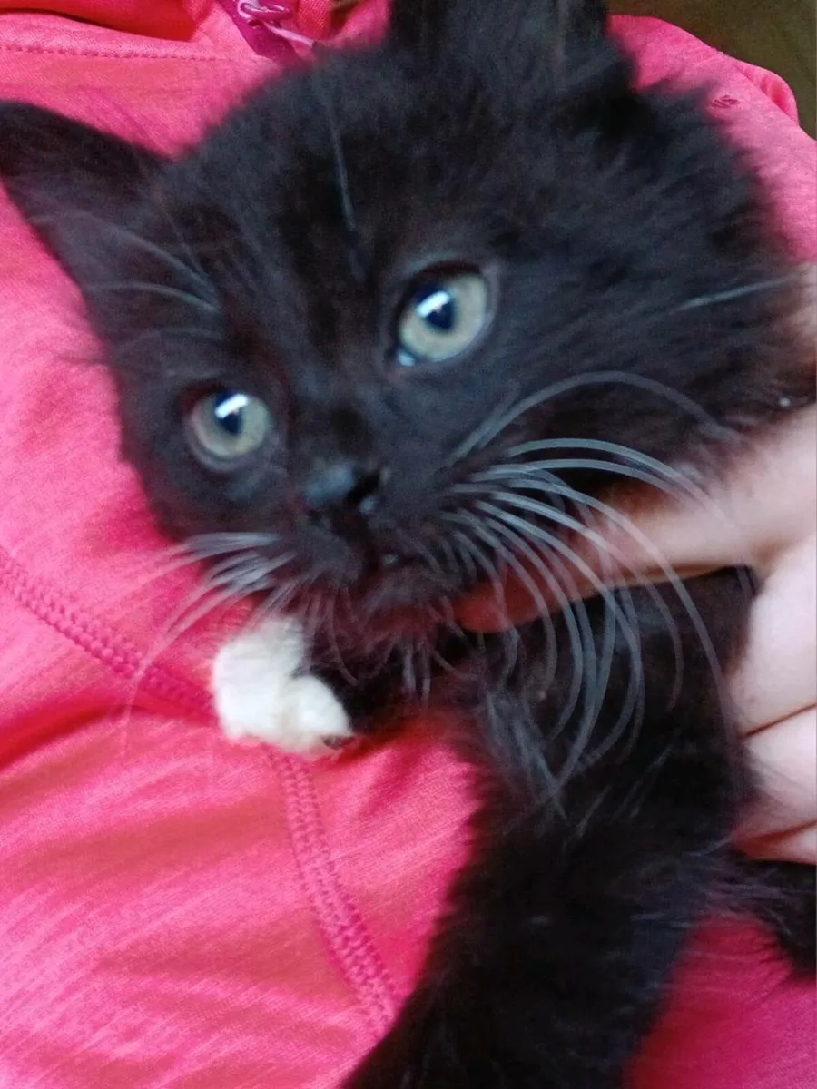 Kittens - Image 1