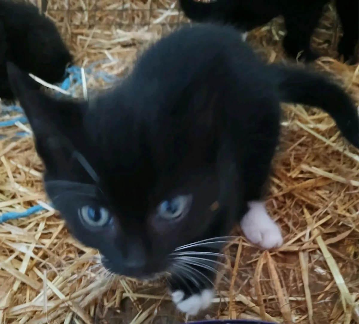 Kittens - Image 2