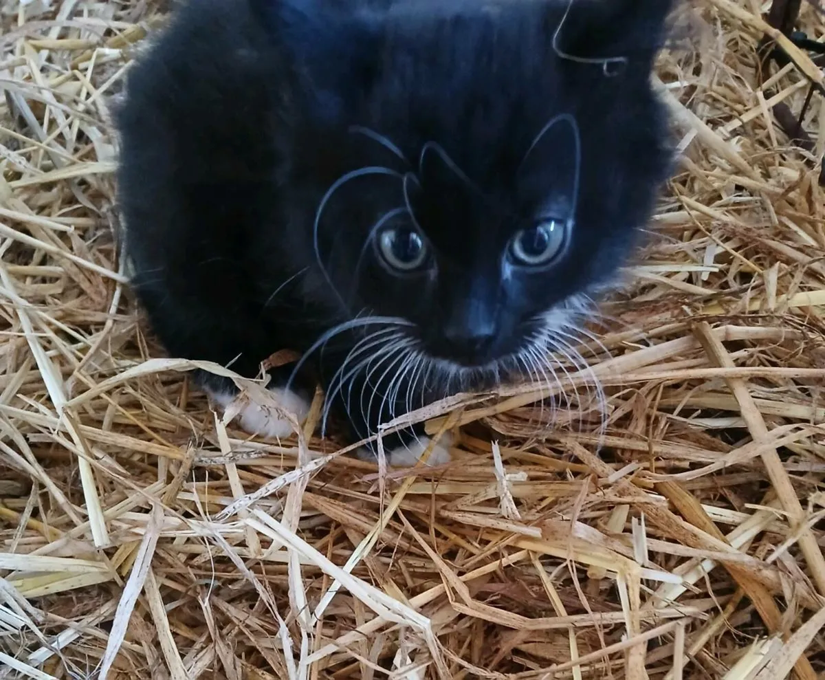 Kittens - Image 3
