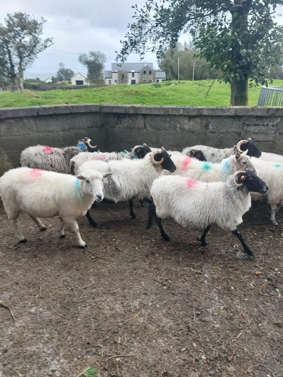 Sheep - Image 1