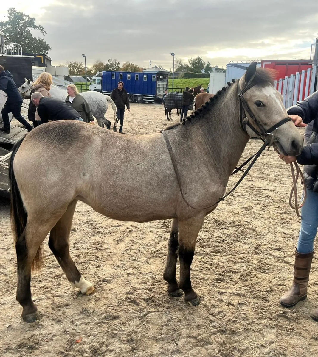 12.2 Dun Pony - Image 1