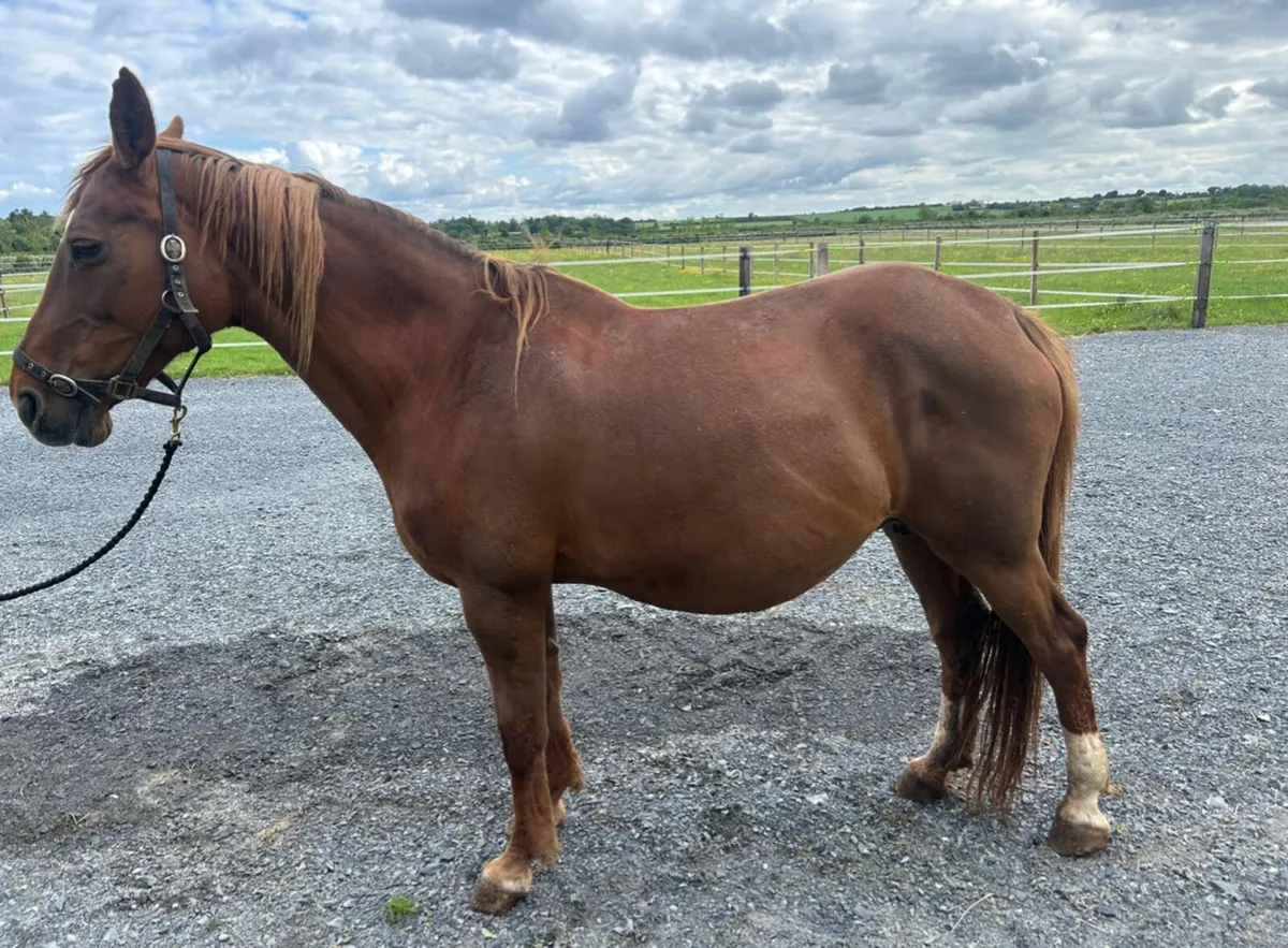 Belgian warmblood broodmare - Image 2