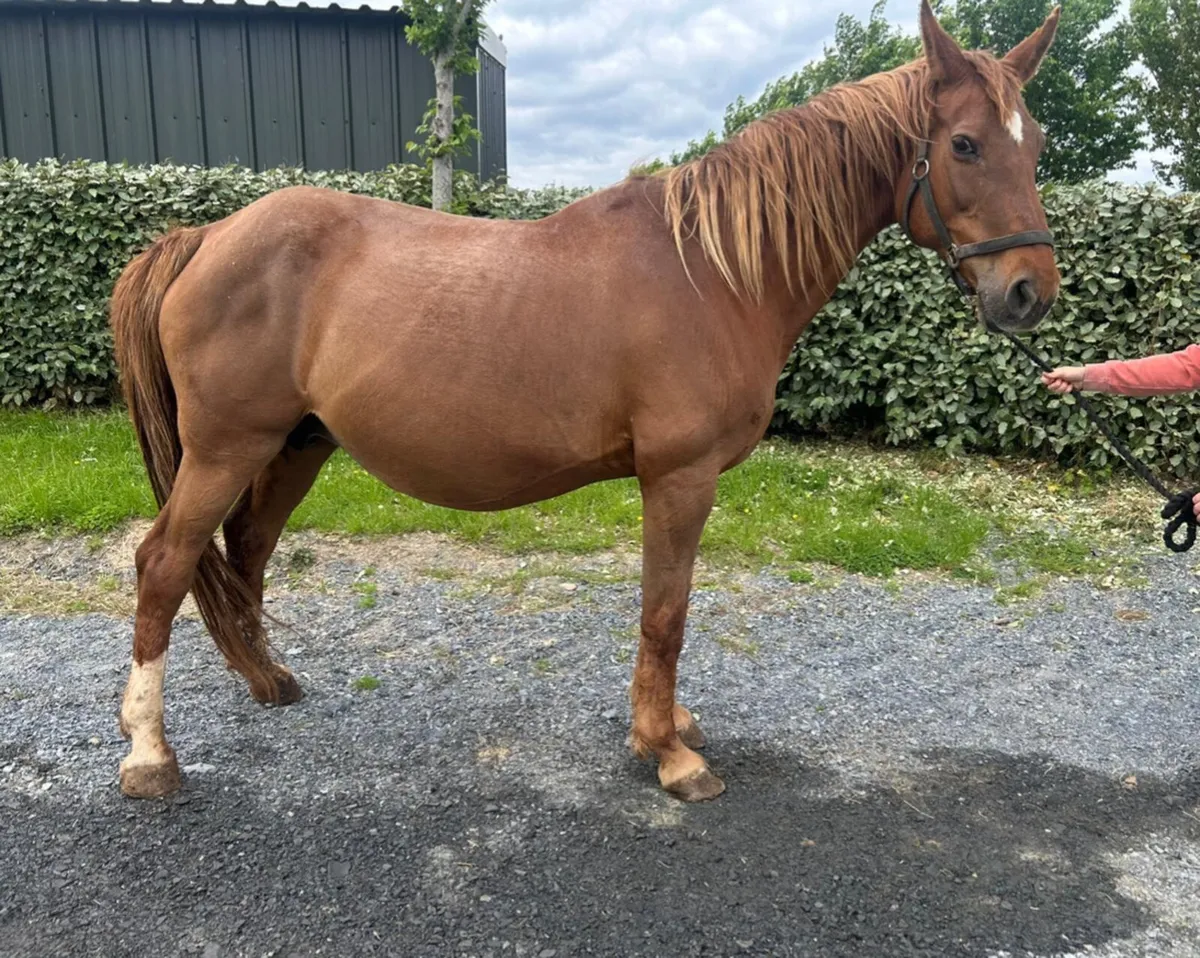 Belgian warmblood broodmare - Image 3