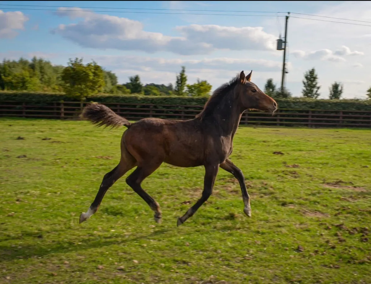 Belgian warmblood broodmare - Image 4