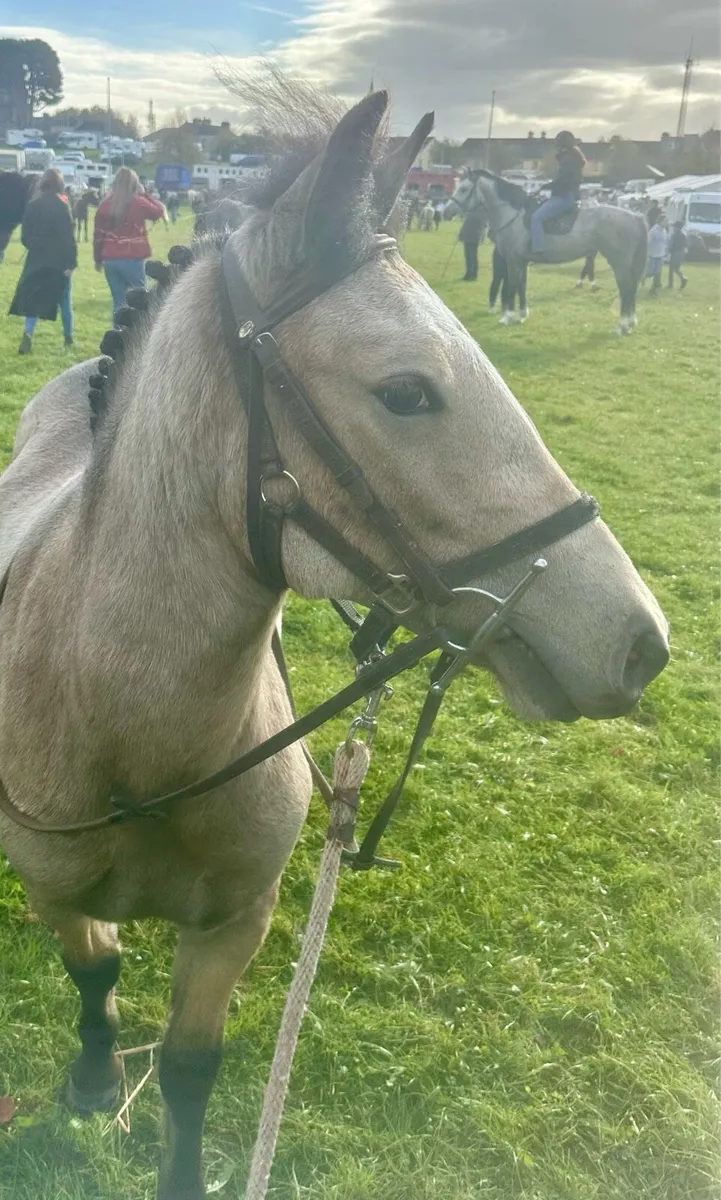 12.2 Dun Pony - Image 2