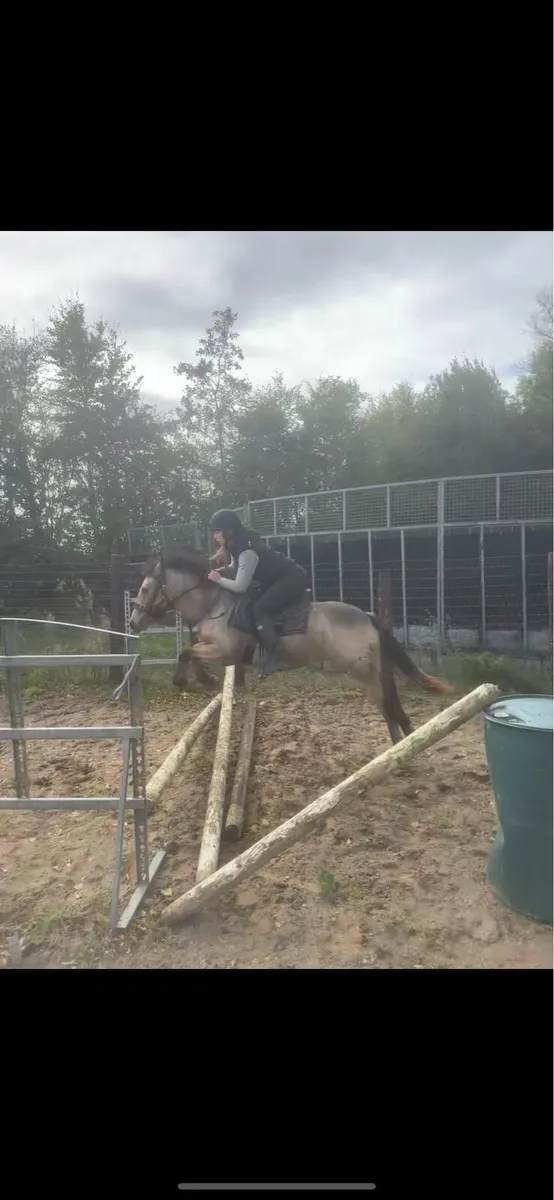 12.2 Dun Pony - Image 3