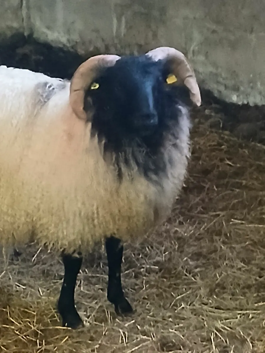 Ram lambs - Image 4