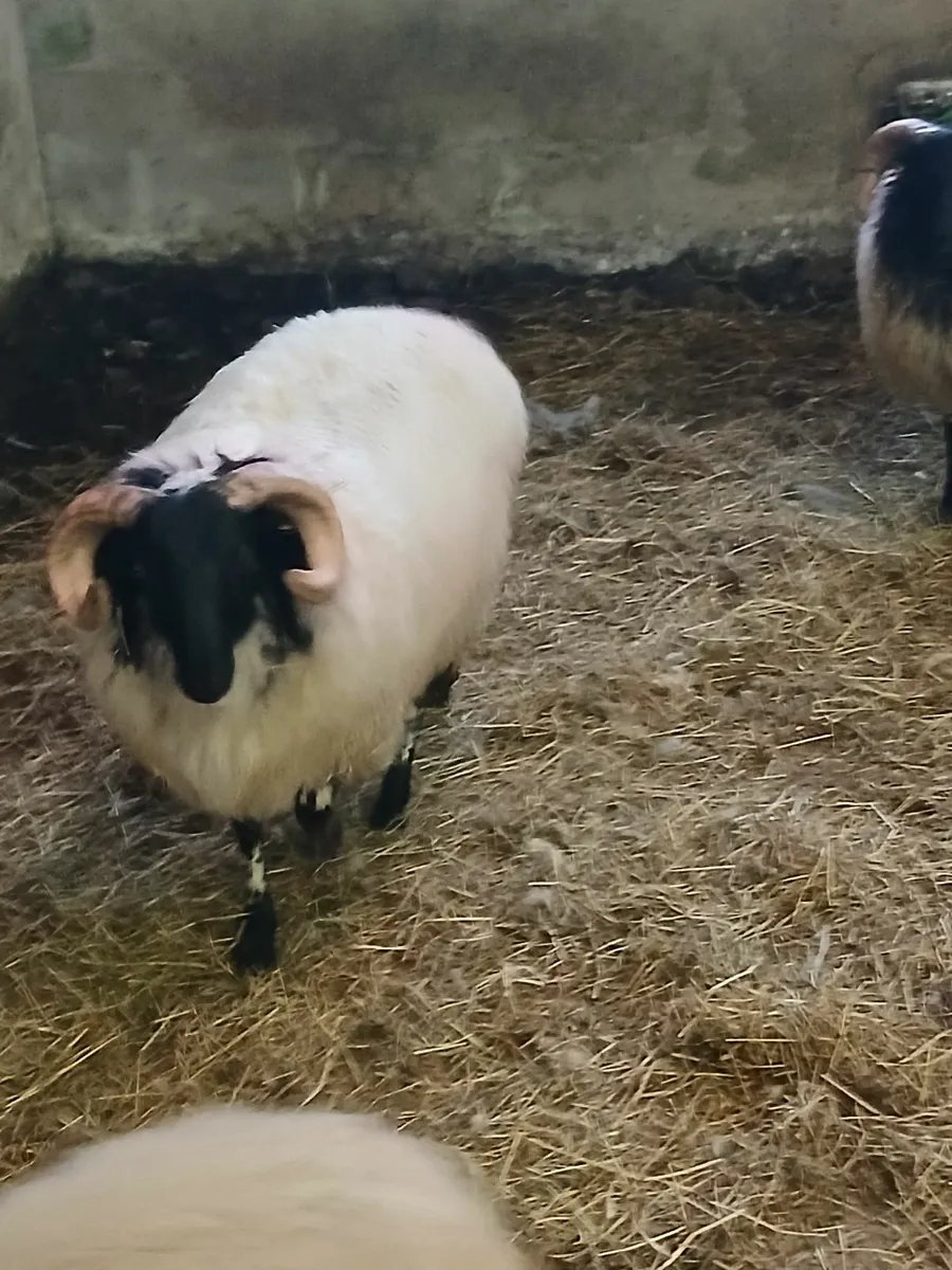 Ram lambs sis approved. - Image 3