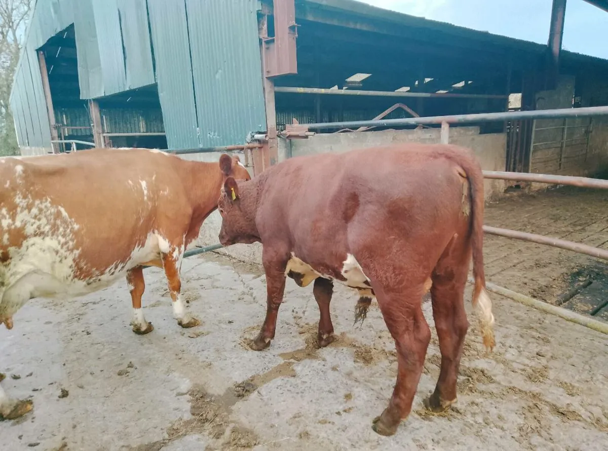 Pb organic shorthorn Bull - Image 1