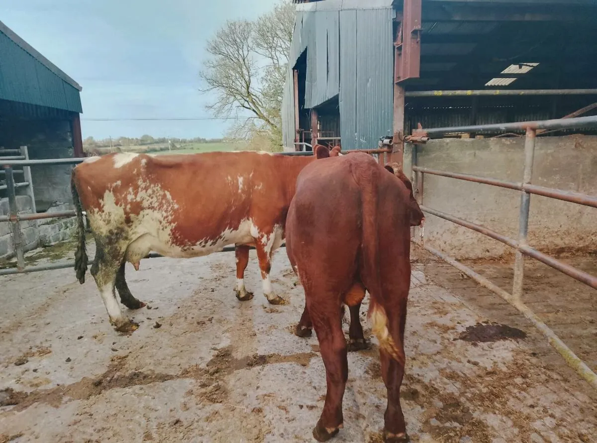 Pb organic shorthorn Bull - Image 2