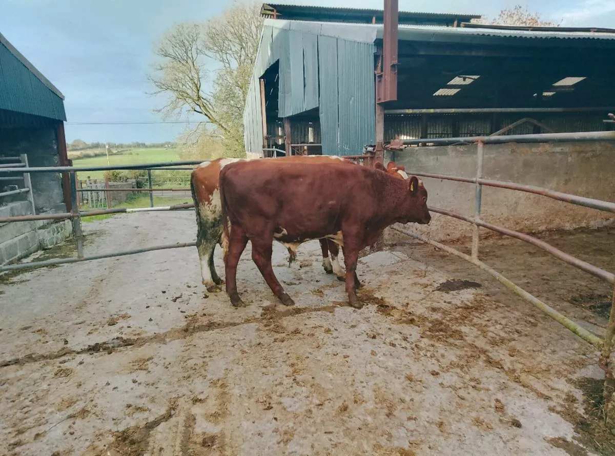 Pb organic shorthorn Bull - Image 3