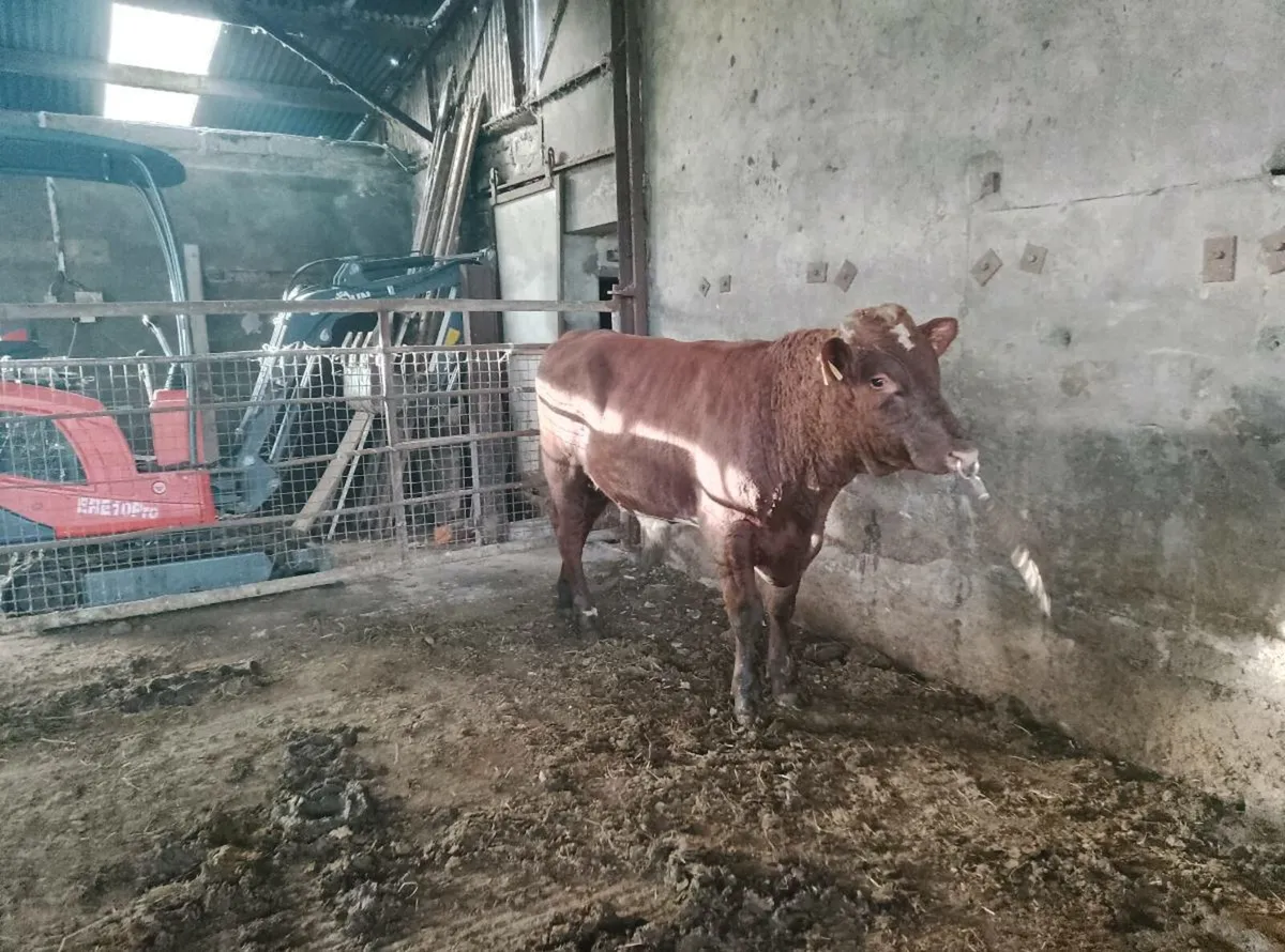 Pb organic shorthorn Bull - Image 4