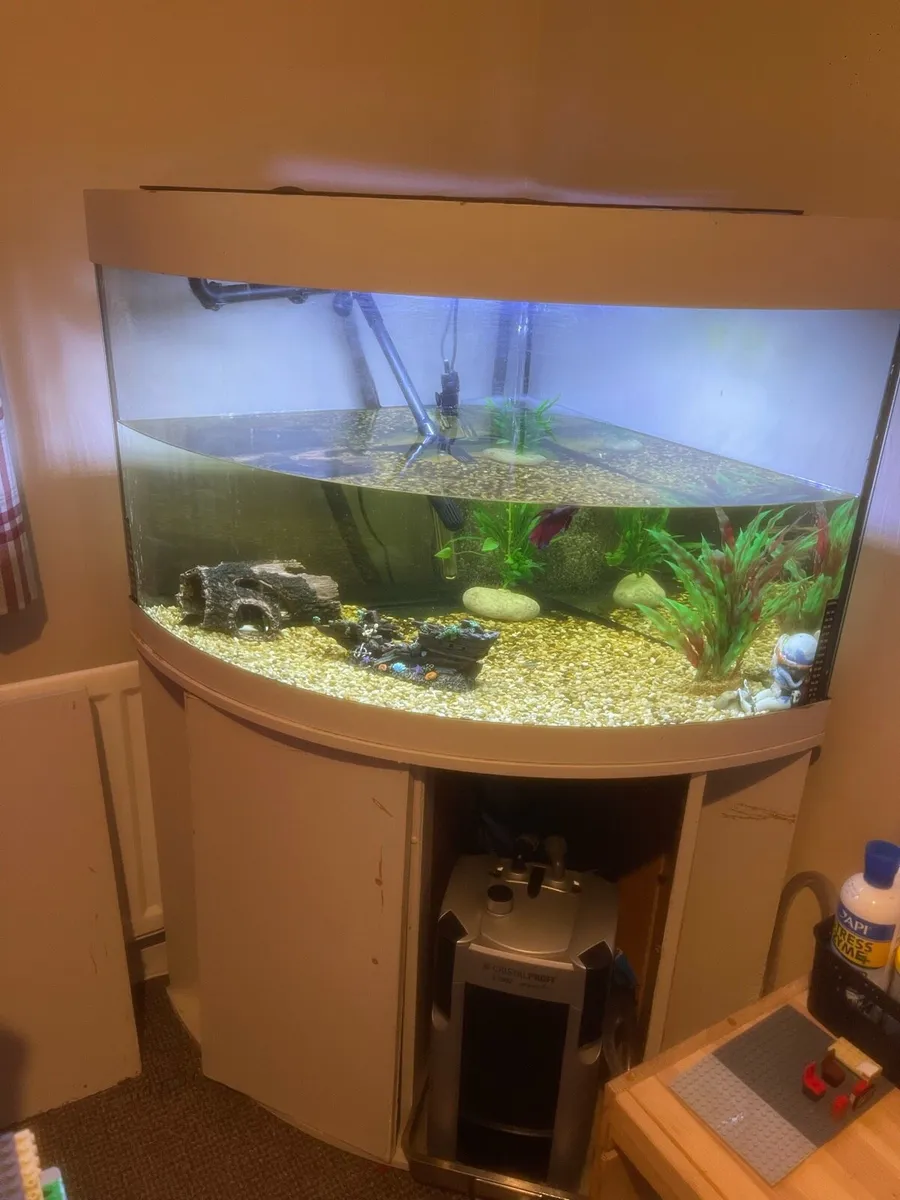FISH TANK with FISH and ALL ACCESSORIES - Image 1
