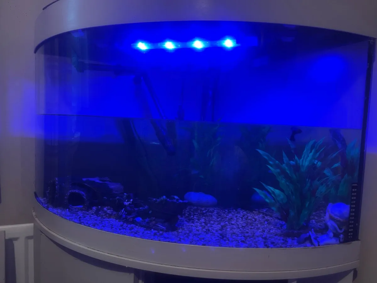 FISH TANK with FISH and ALL ACCESSORIES - Image 2