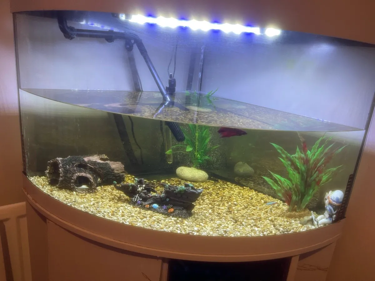 FISH TANK with FISH and ALL ACCESSORIES - Image 3