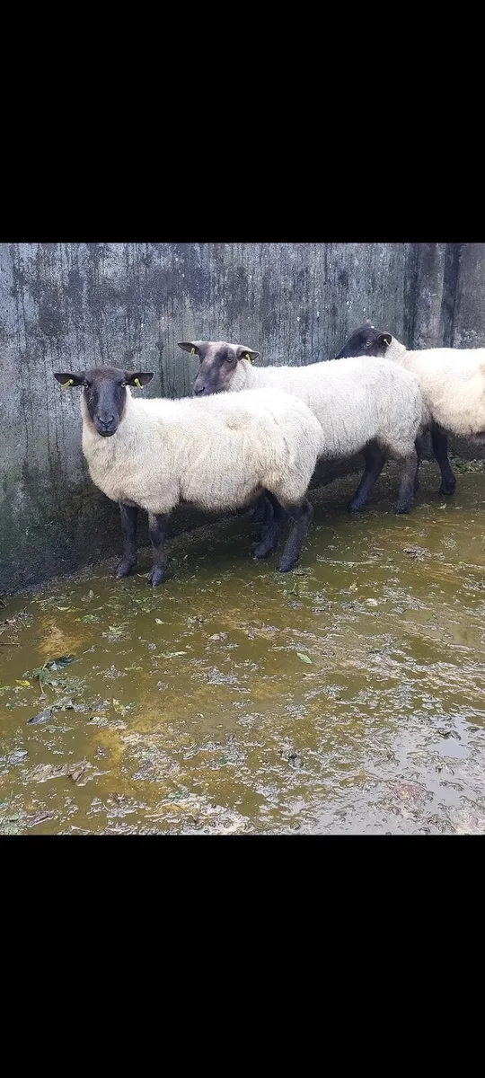Three first crop Suffolk ewes - Image 1