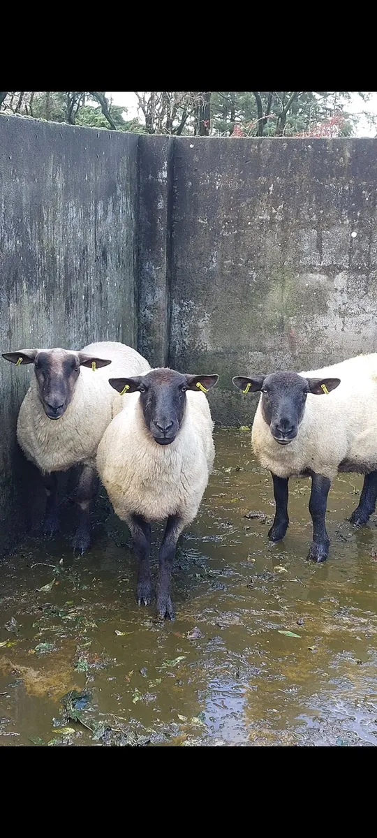 Three first crop Suffolk ewes - Image 2
