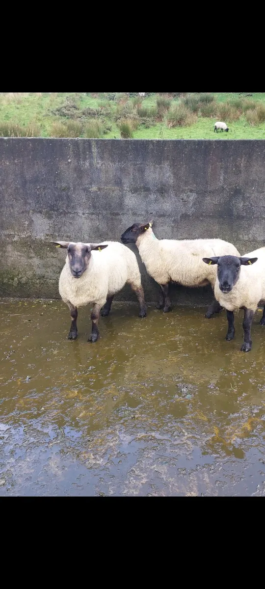 Three first crop Suffolk ewes - Image 3
