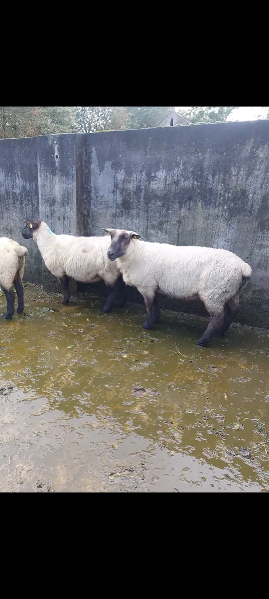 Three first crop Suffolk ewes - Image 4