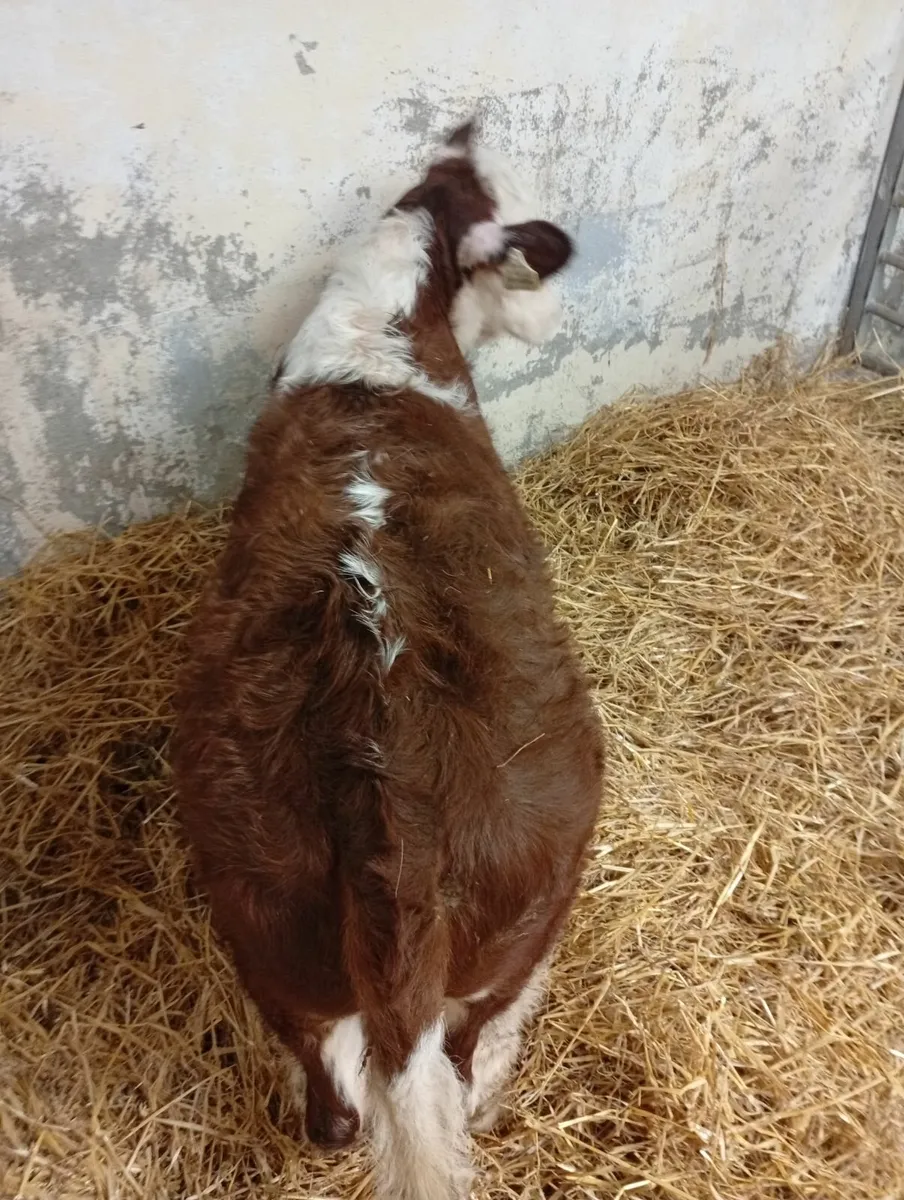 Hereford hefier weanling - Image 3