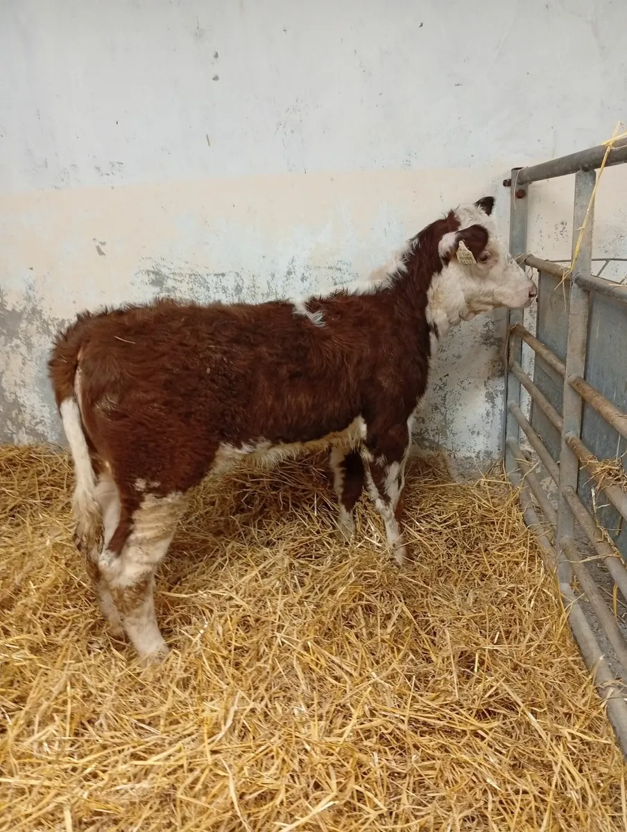 Hereford hefier weanling - Image 4