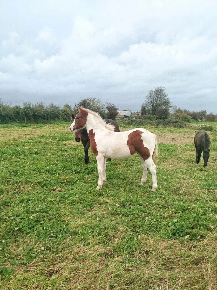 Cracking foals - Image 1