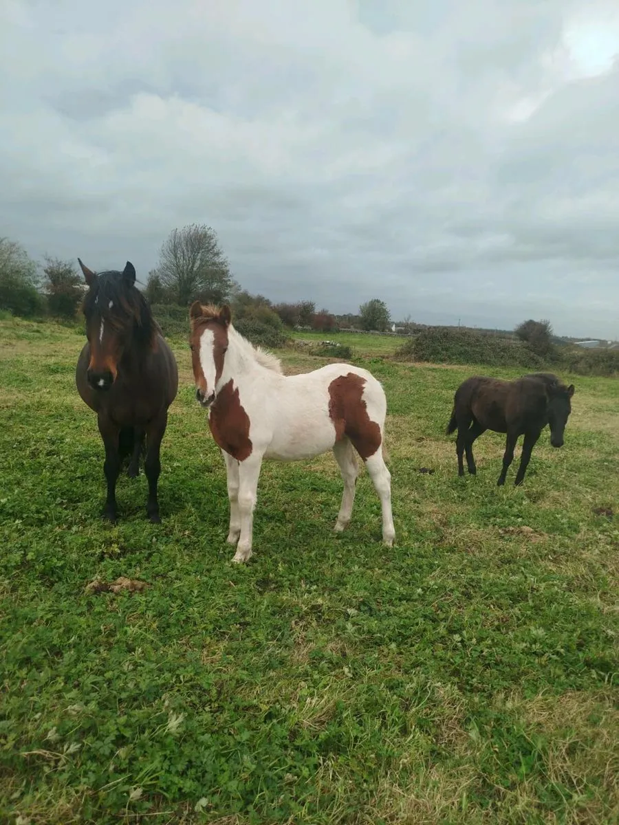 Cracking foals - Image 2