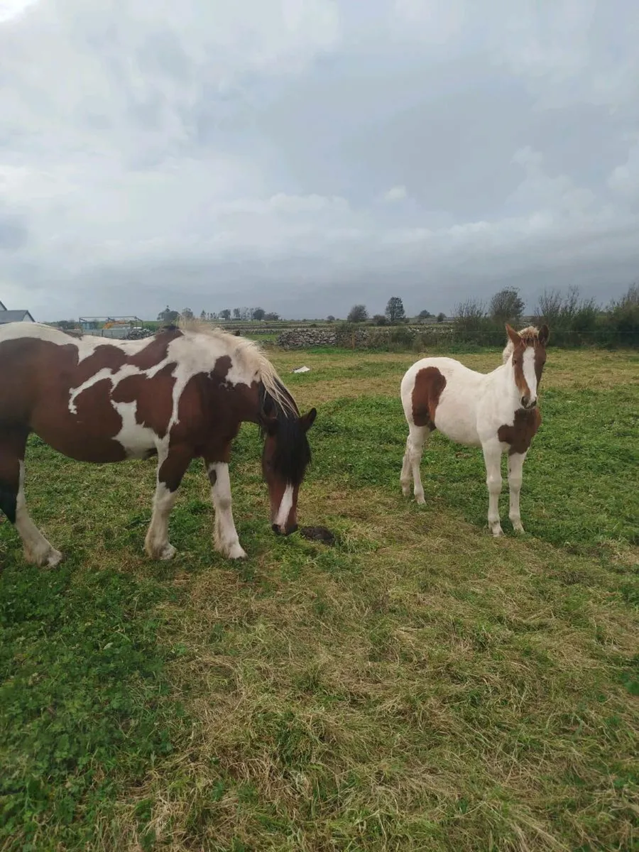 Cracking foals - Image 3