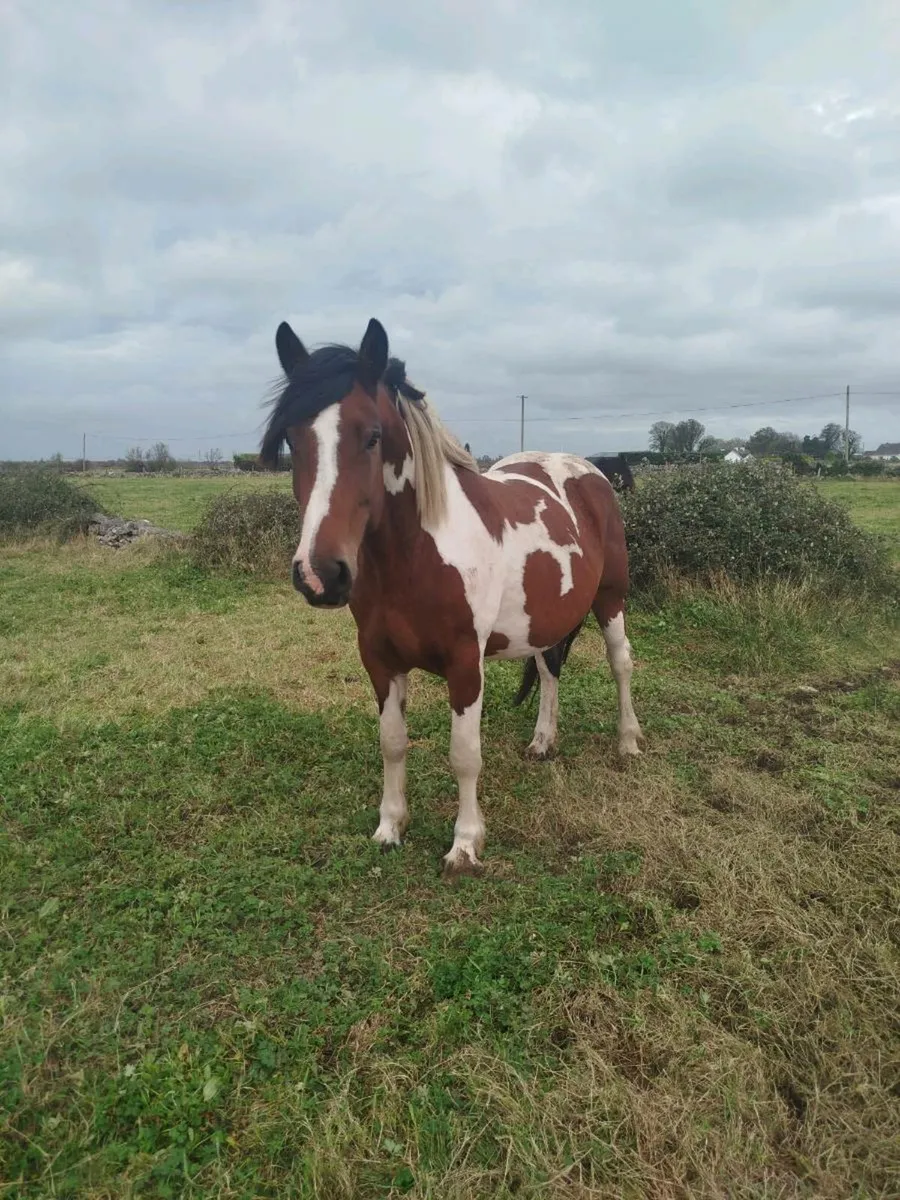 Cracking foals - Image 4
