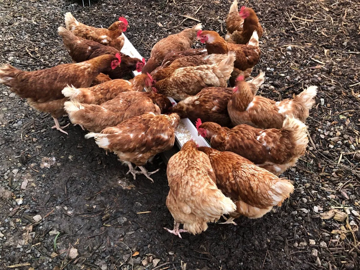 Hens - Image 1