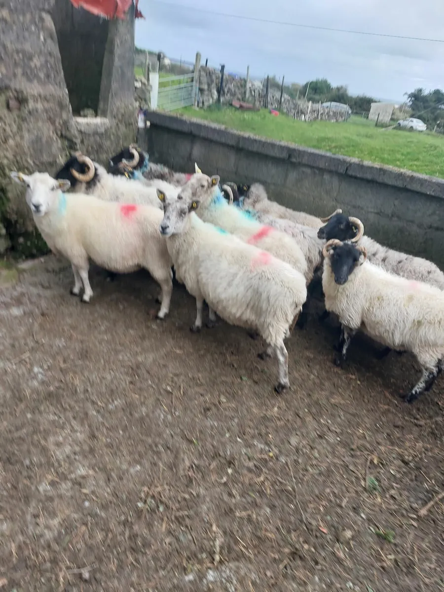 Sheep - Image 2