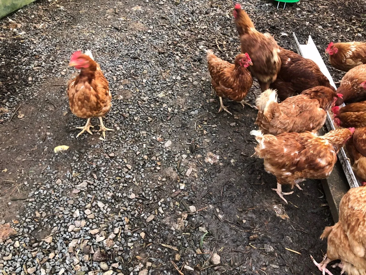 Hens - Image 2