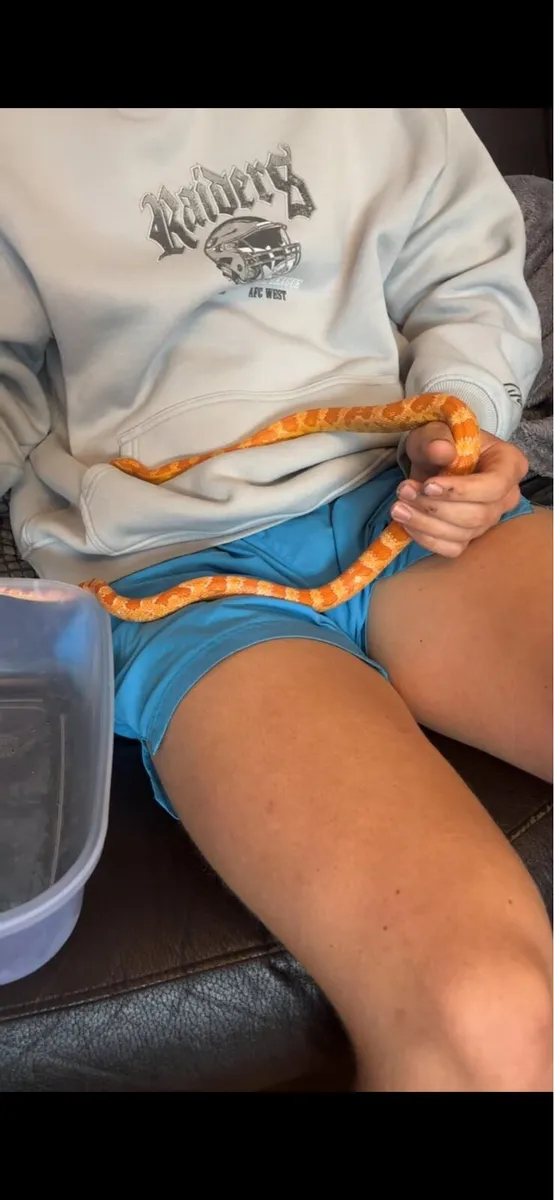 Corn snake + Exo Terra 36”x18”x18” Terrarium etc.. - Image 4