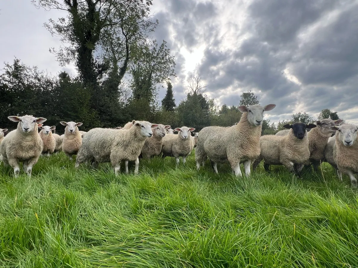 Lleyn cross ewe lambs - Image 1