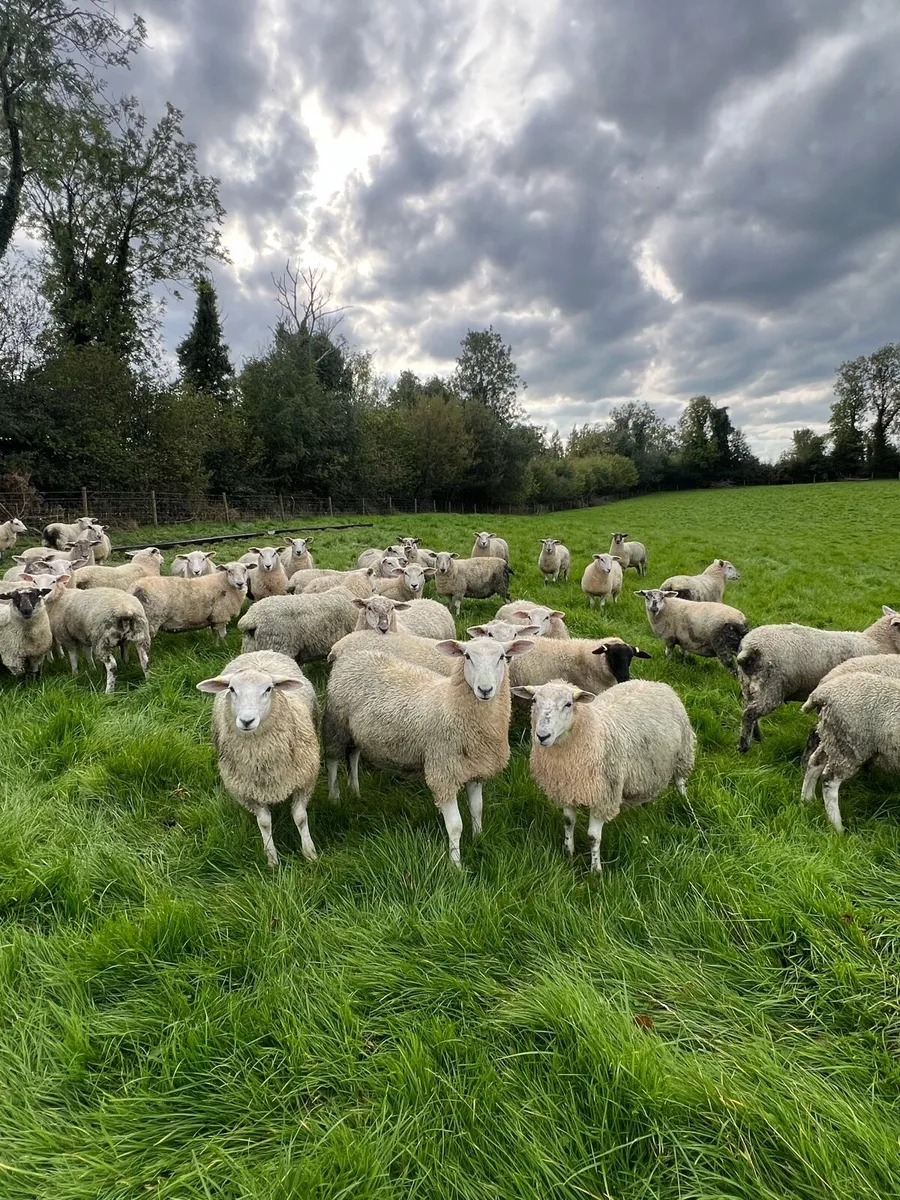Lleyn cross ewe lambs - Image 2