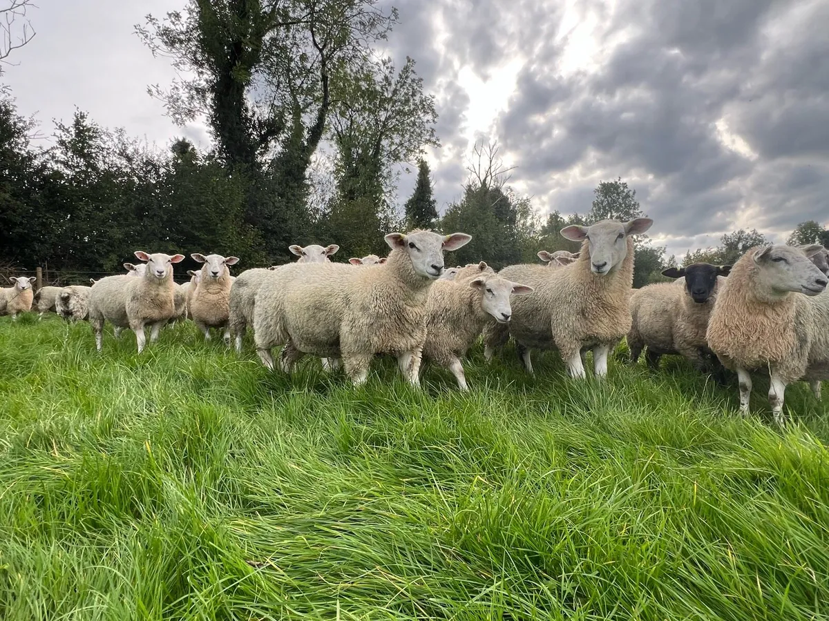 Lleyn cross ewe lambs - Image 3