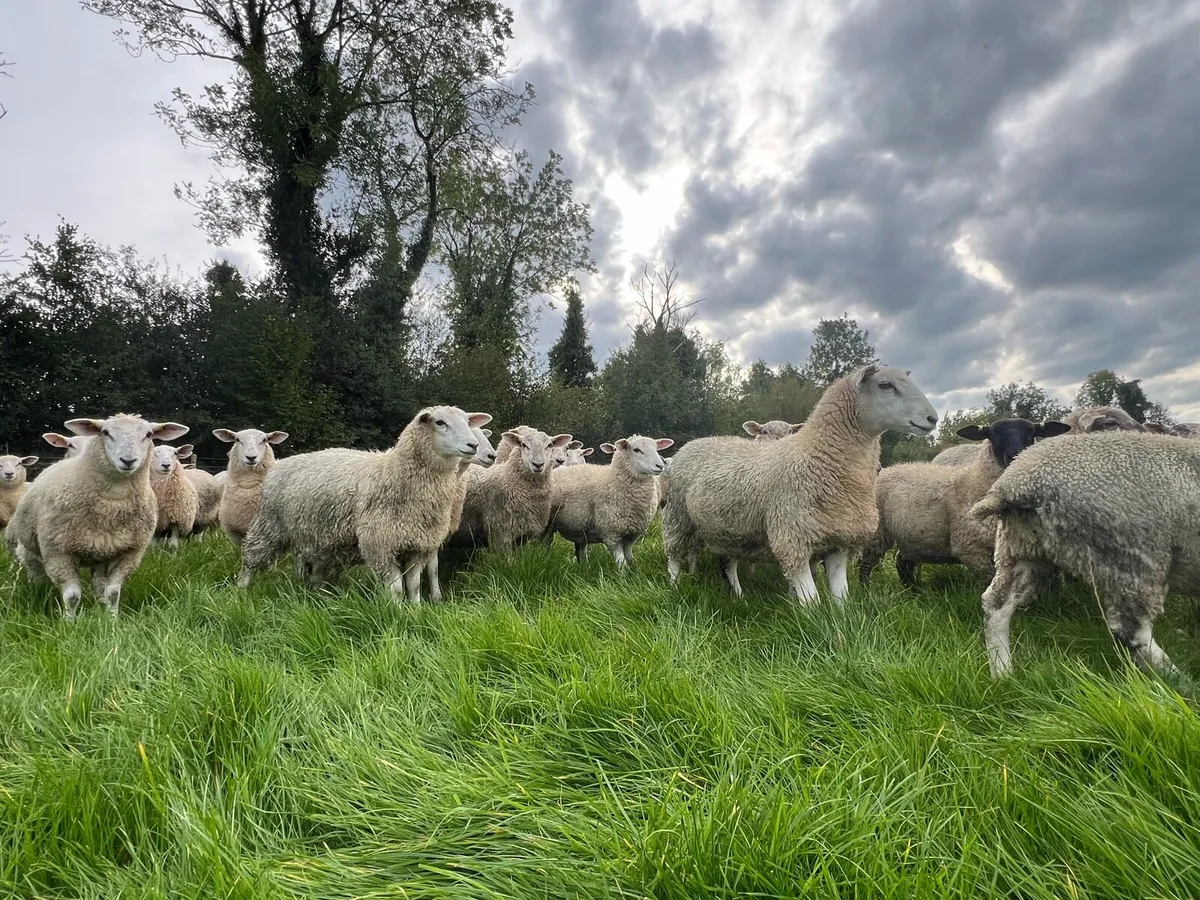 Lleyn cross ewe lambs - Image 4