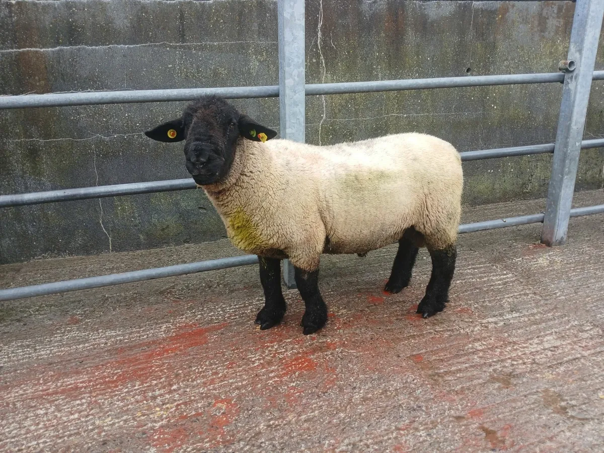 Suffolk Rams - Image 2