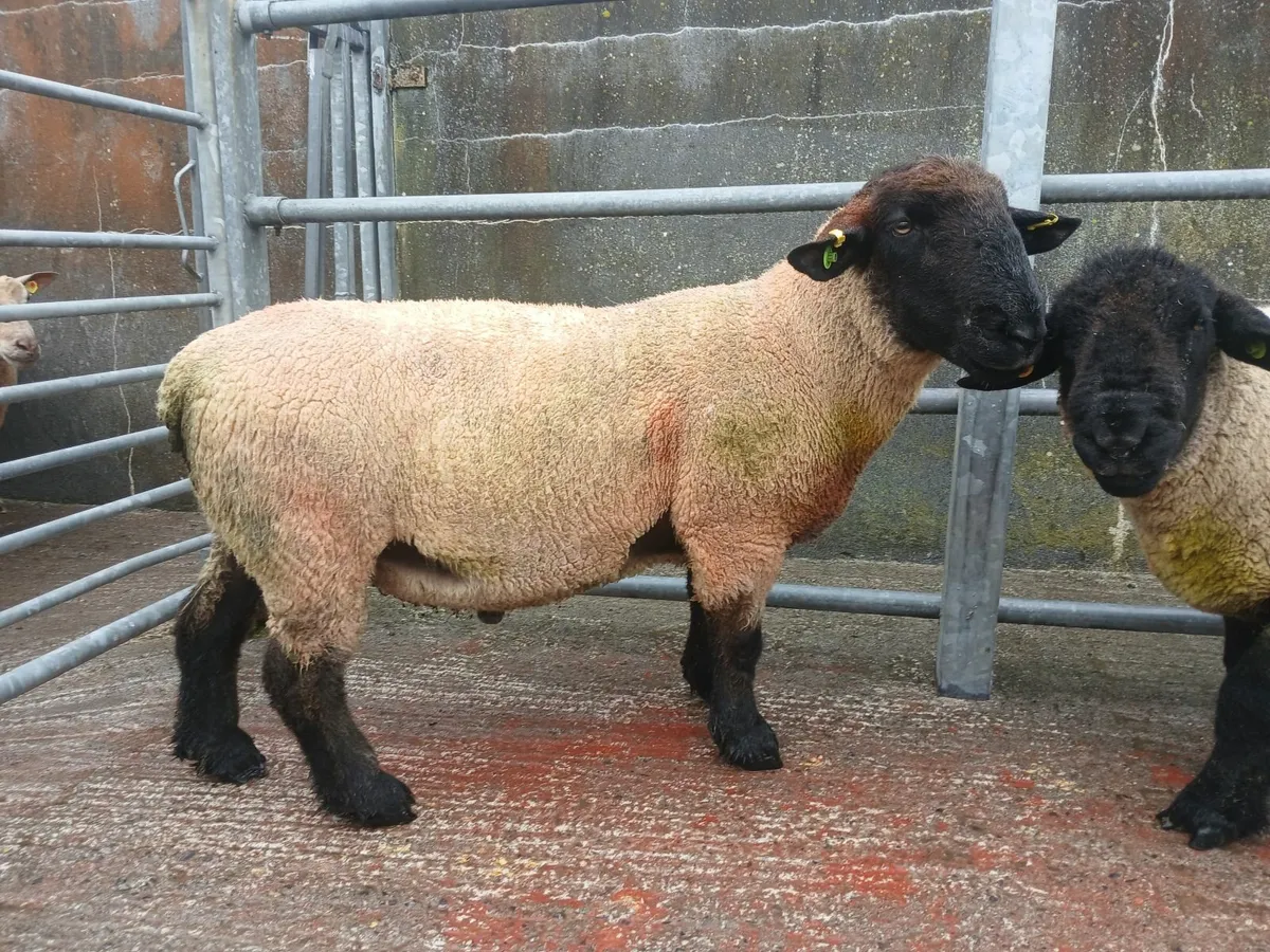 Suffolk Rams - Image 3