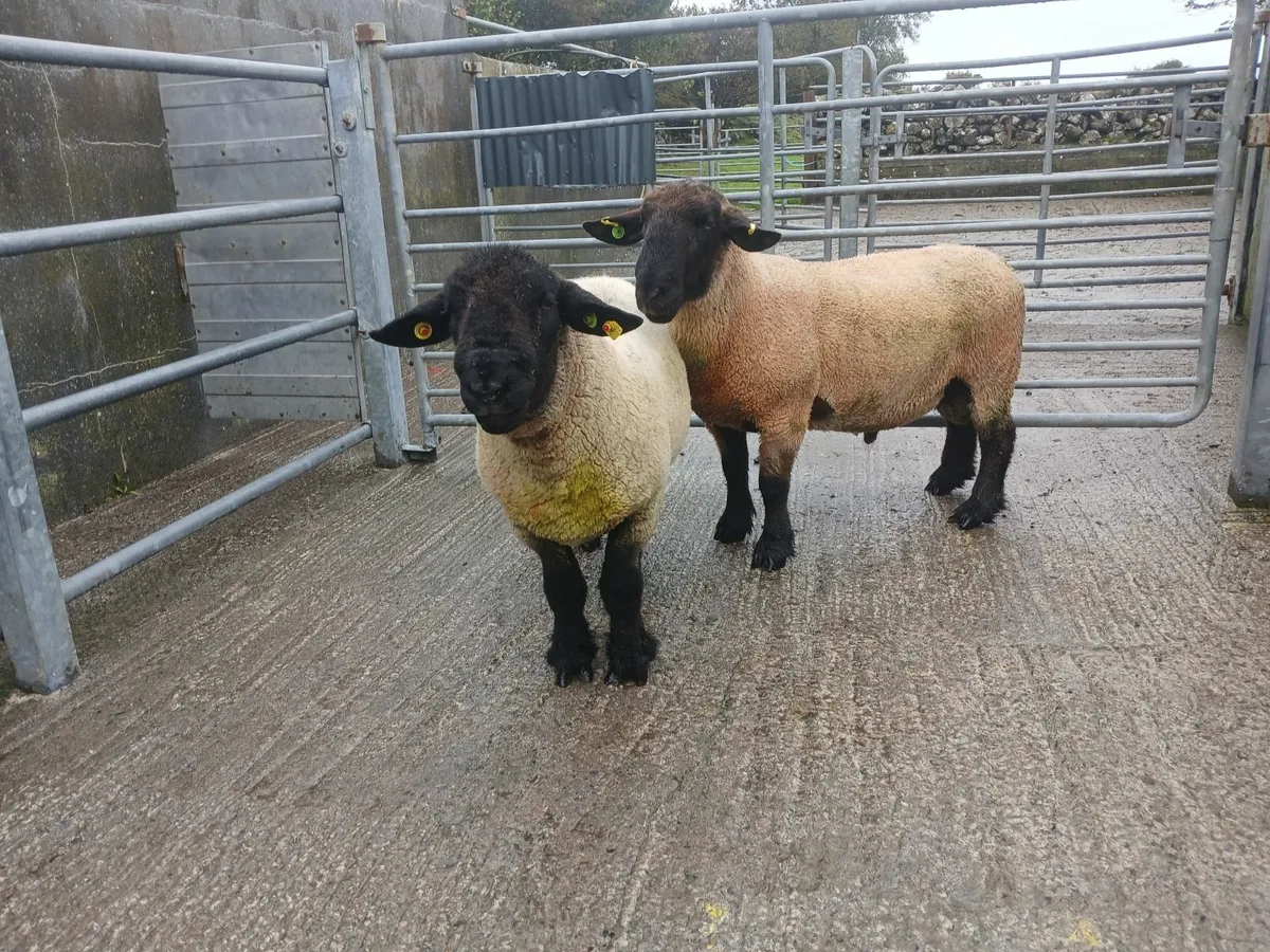 Suffolk Rams - Image 4