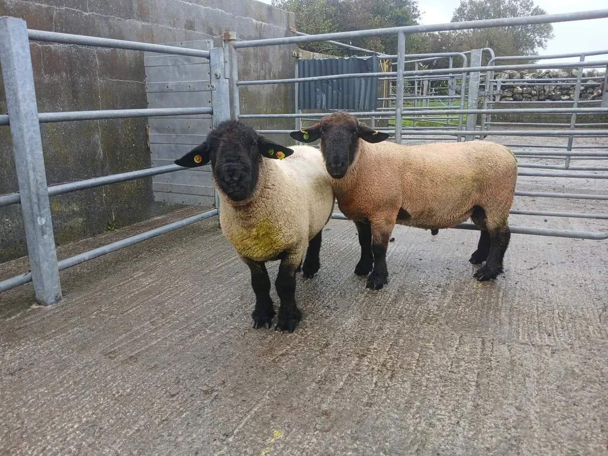 Suffolk Rams - Image 1