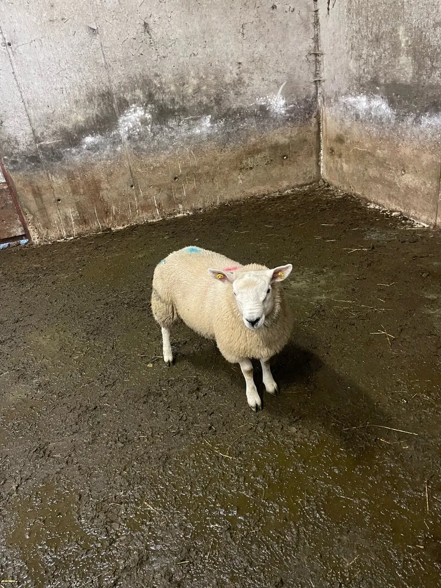 Pbnr texel ramb lamb - Image 2