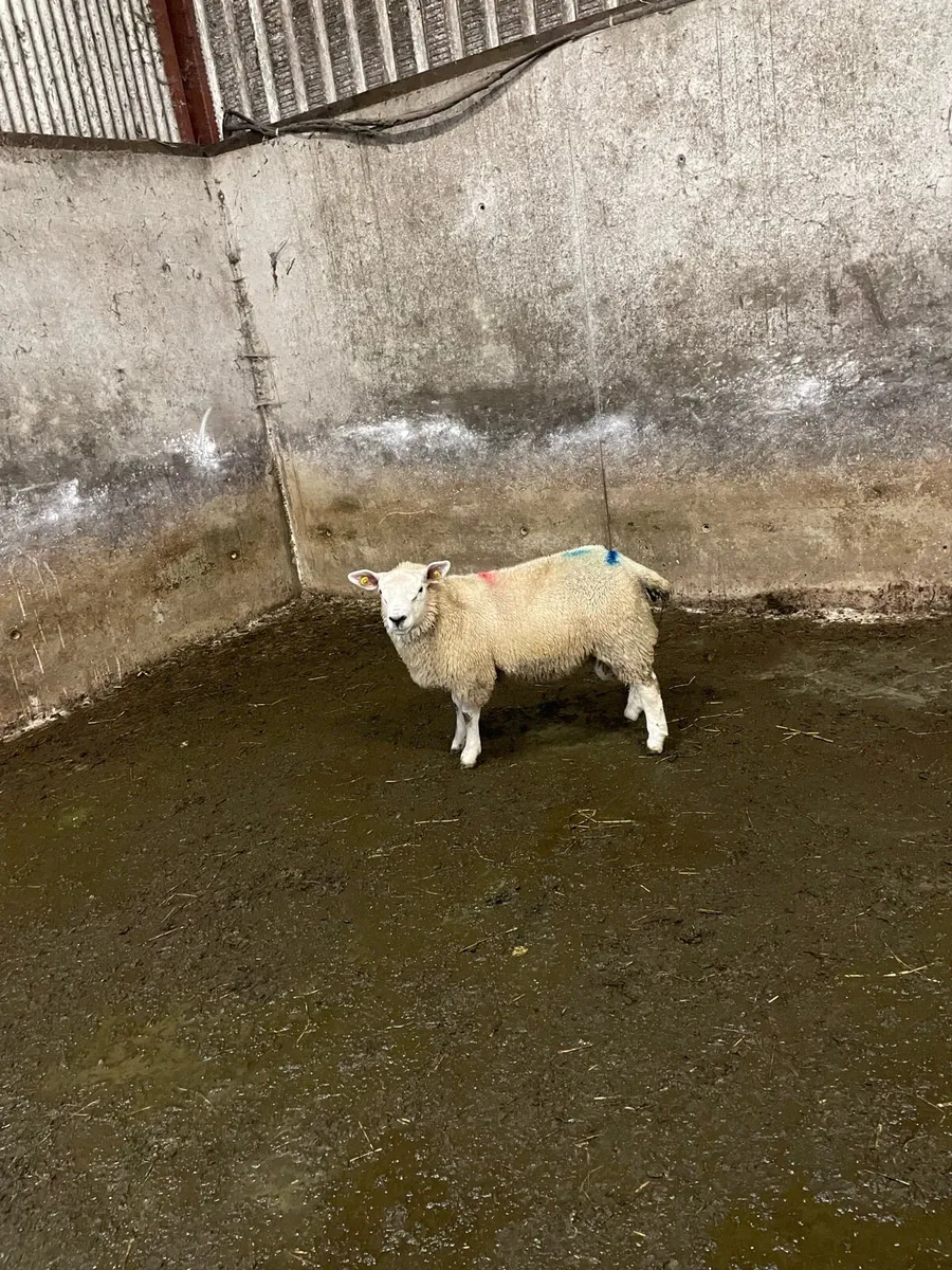 Pbnr texel ramb lamb - Image 3