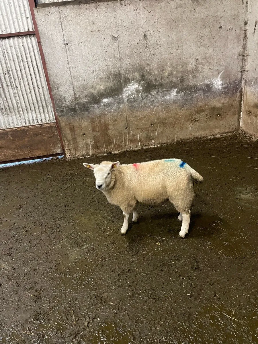 Pbnr texel ramb lamb - Image 1