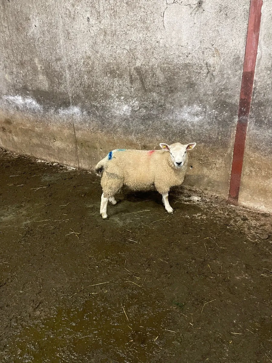 Pbnr texel ramb lamb - Image 4