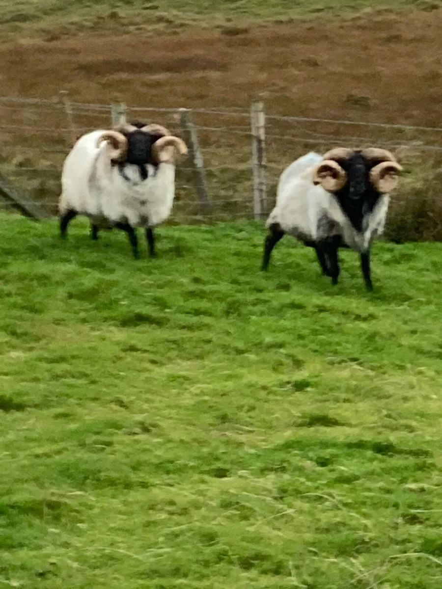 Two sis rams - Image 1